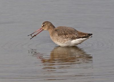 Black Tailed Godwit with Worm